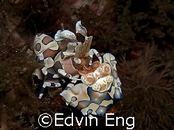 Underwater Harley Bike! Taken in Tulamben with Canon G7. by Edvin Eng 